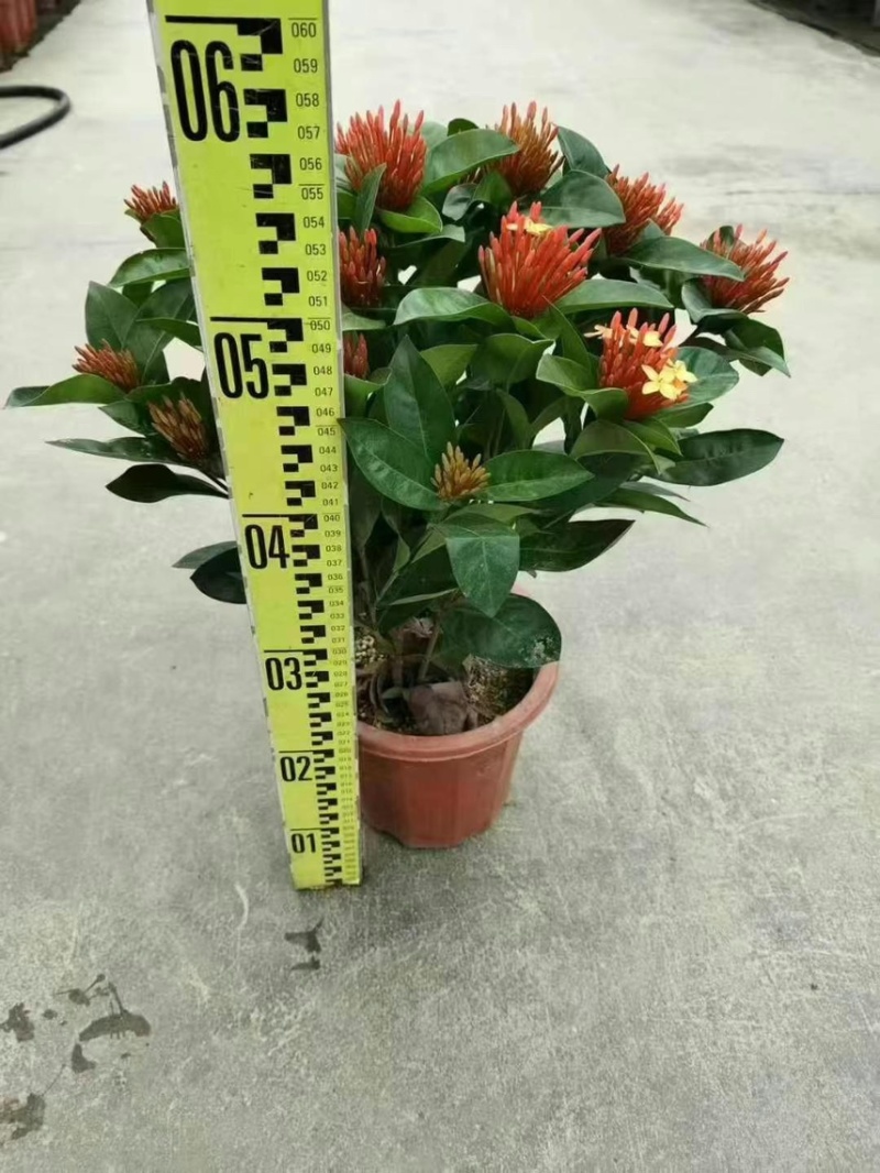 广东大量供应龙船花宫粉，小叶，中叶新家坡，泰国红基地直销