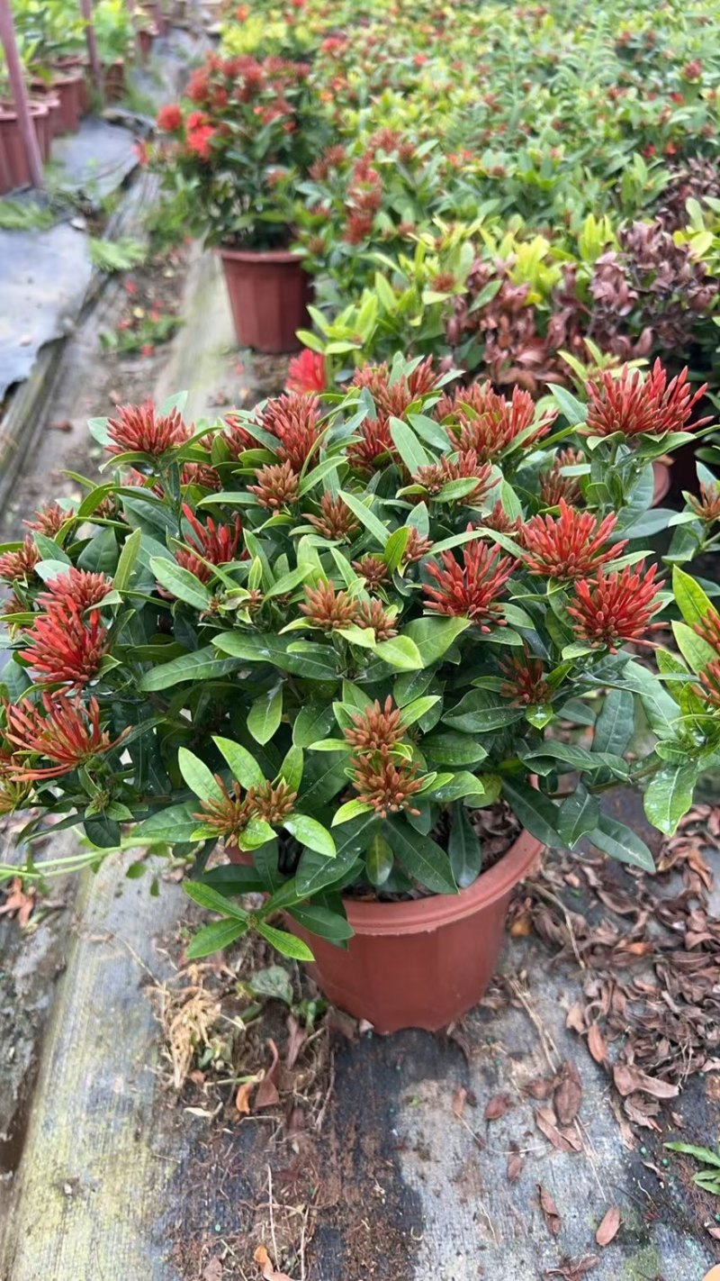 广东大量供应龙船花宫粉，小叶，中叶新家坡，泰国红基地直销