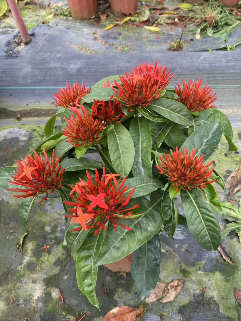 广东大量供应龙船花宫粉，小叶，中叶新家坡，泰国红基地直销