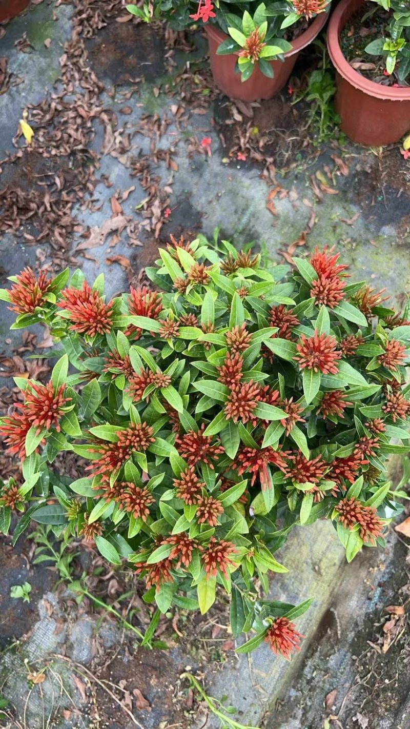 广东大量供应龙船花宫粉，小叶，中叶新家坡，泰国红基地直销