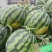 【热销】美都西瓜沙地种植皮薄肉厚甘甜多汁欢迎新老客户来电