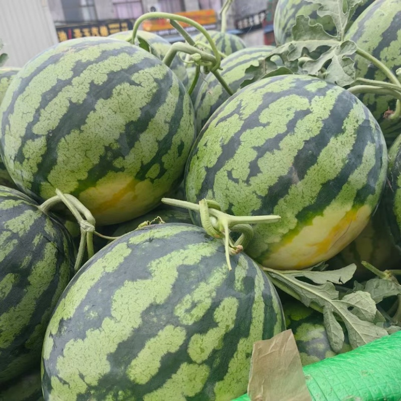 【热销】美都西瓜沙地种植皮薄肉厚甘甜多汁欢迎新老客户来电