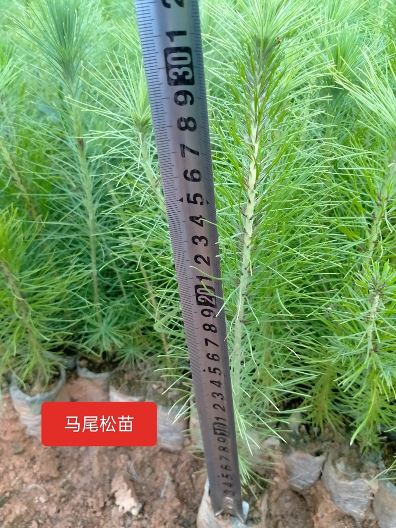 精品马尾松苗木一年小苗规格齐全，货源充足全国发货。