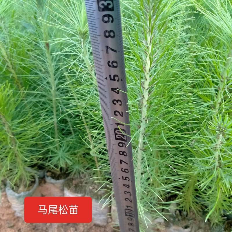 精品马尾松苗木一年小苗规格齐全，货源充足全国发货。