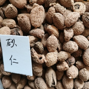 砂仁