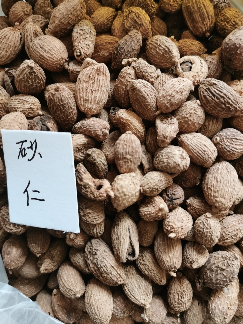 砂仁