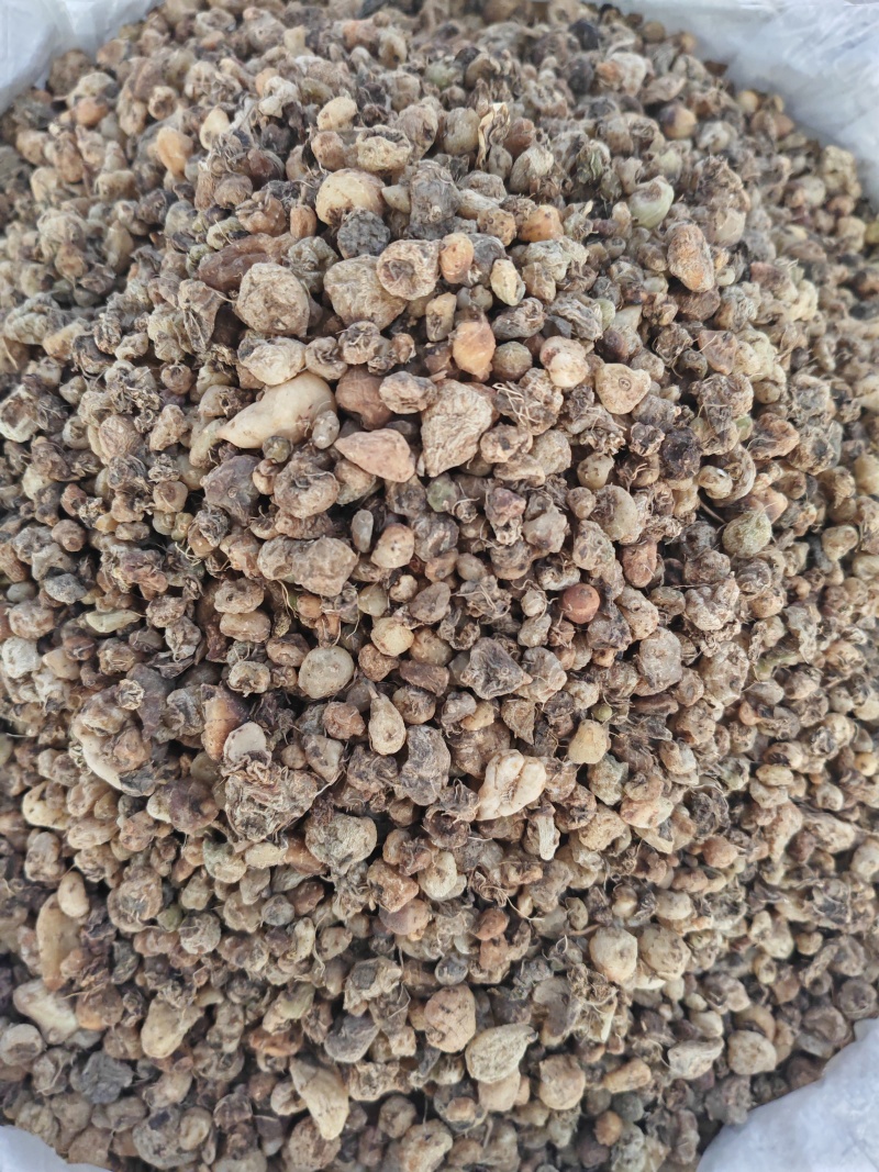 精品山慈菇
