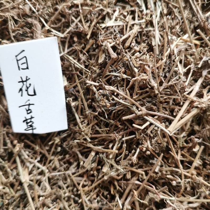 白花蛇草