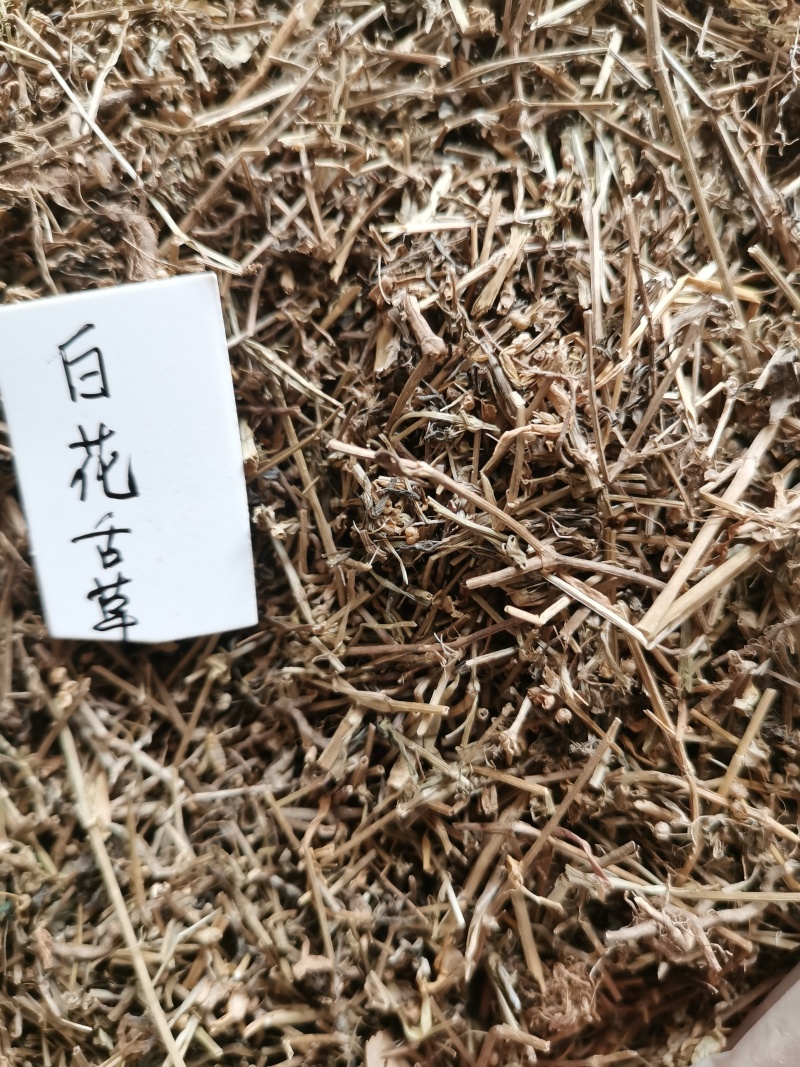 白花蛇草