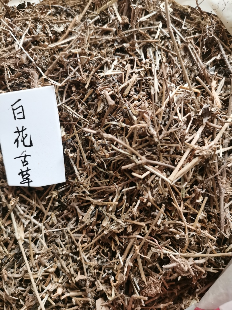 白花蛇草