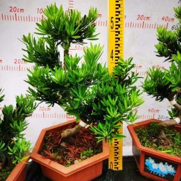 广州基地造型六角盆菊花芯罗汉盆栽