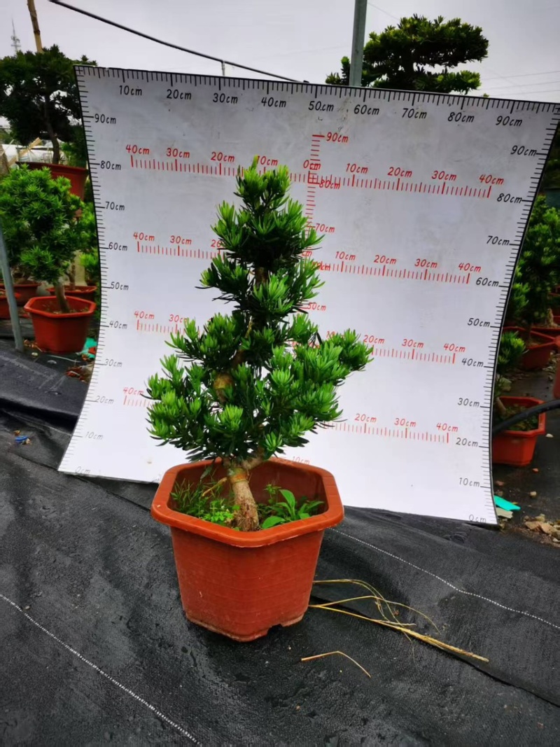 广州基地造型六角盆菊花芯罗汉盆栽