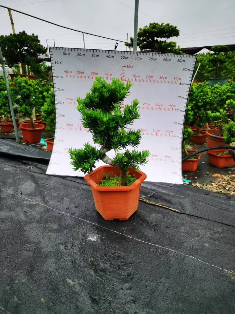 广州基地造型六角盆菊花芯罗汉盆栽