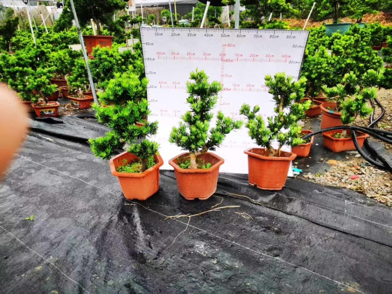 广州基地造型六角盆菊花芯罗汉盆栽