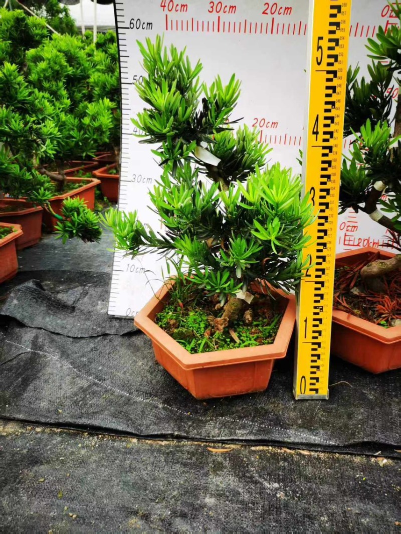 广州基地造型六角盆菊花芯罗汉盆栽