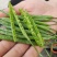 青海乡村菜仔油