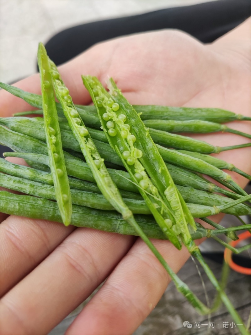 青海乡村菜仔油