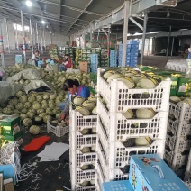 玫珑网纹甜瓜美华牛三网纹瓜种植产地包棚定货口感好量大