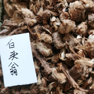 白头翁