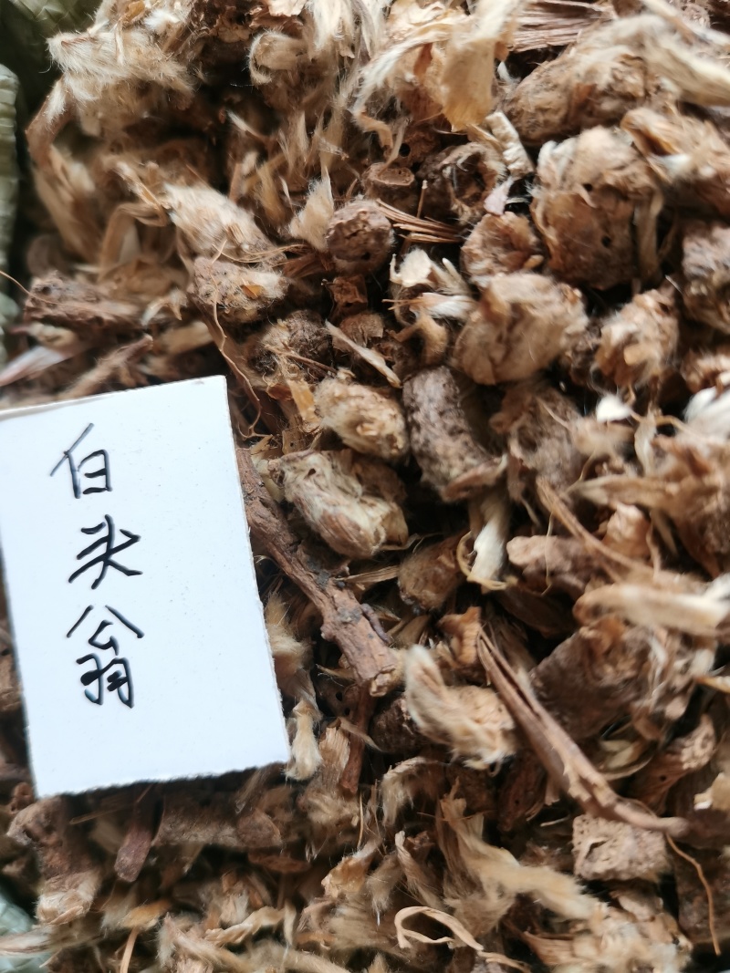 白头翁
