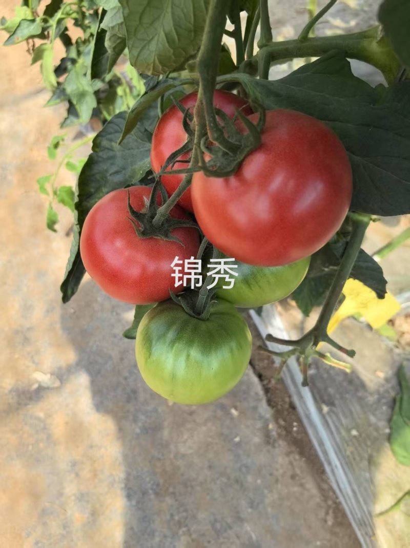 水果番茄苗小时候味道