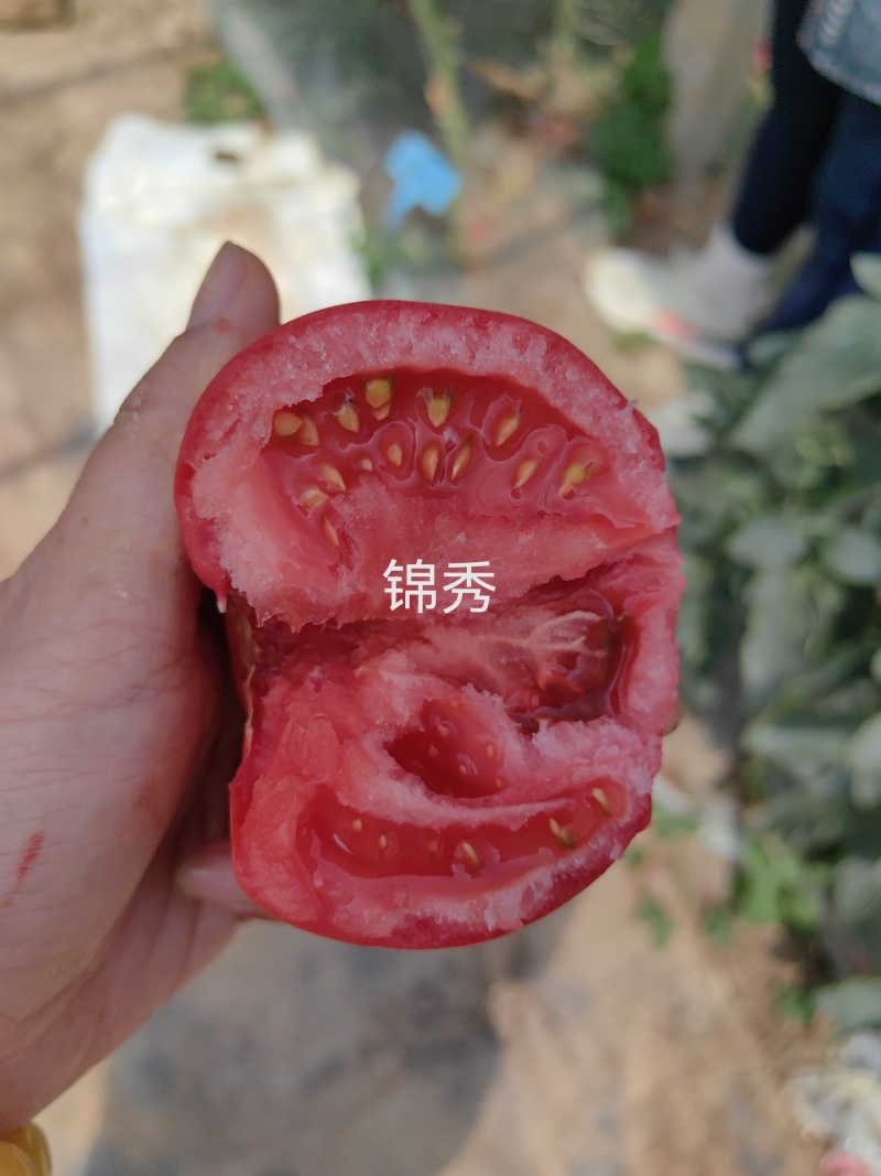 水果番茄苗小时候味道