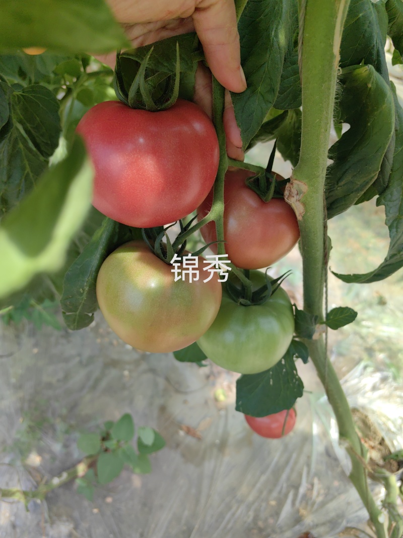 水果番茄苗小时候味道