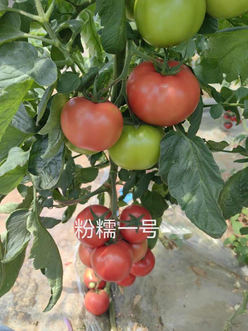 水果番茄苗小时候味道