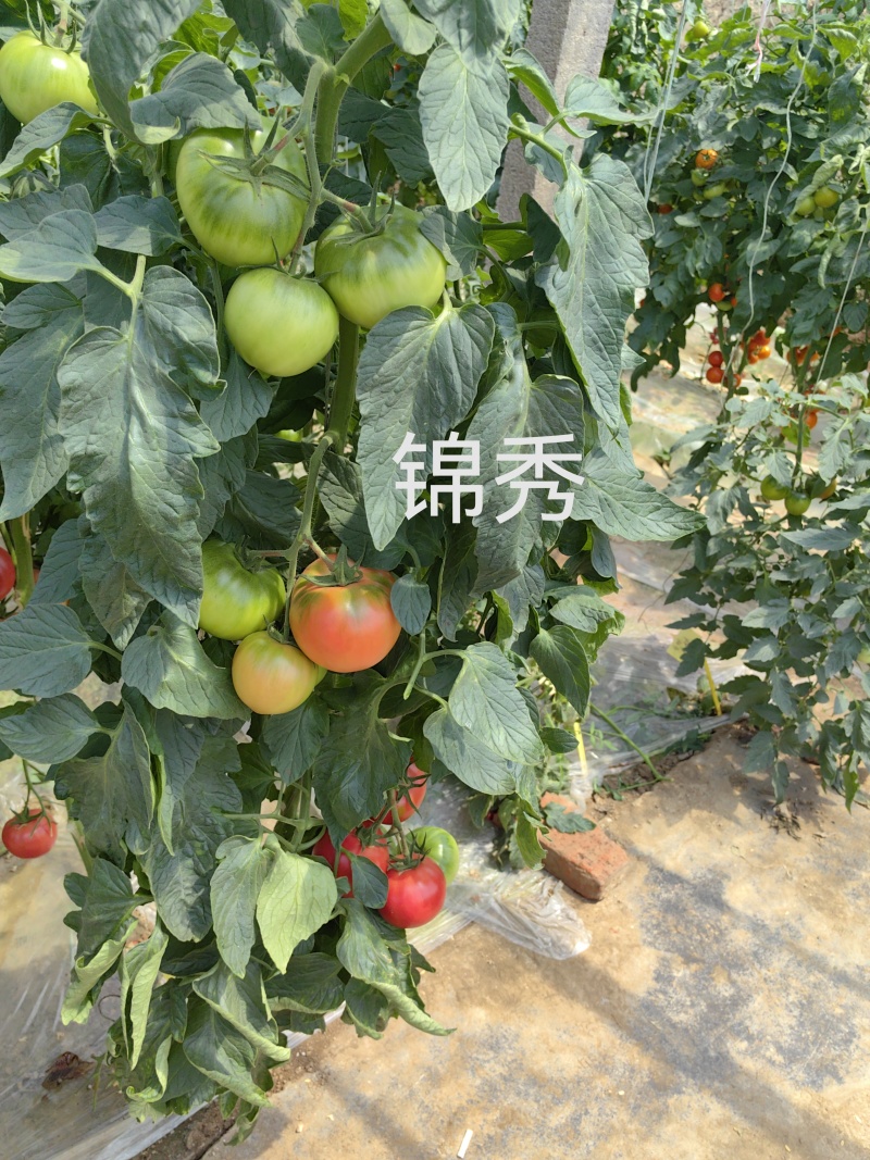 水果番茄苗小时候味道