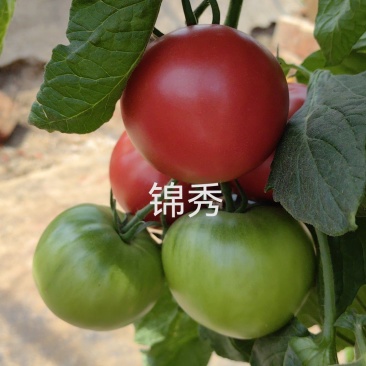水果番茄苗小时候味道