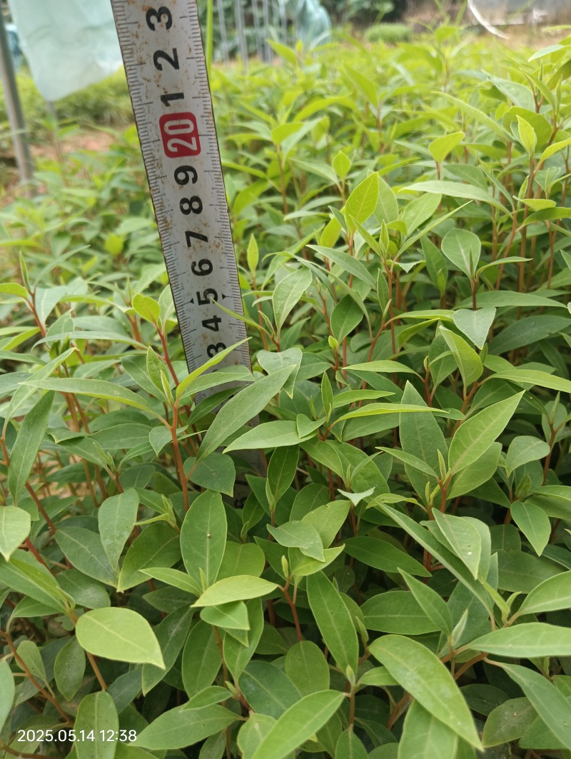 木姜子牙苗