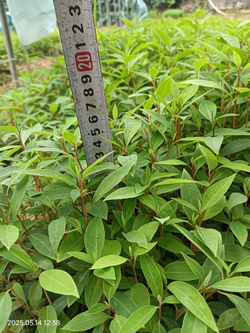 木姜子牙苗