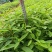 木姜子牙苗