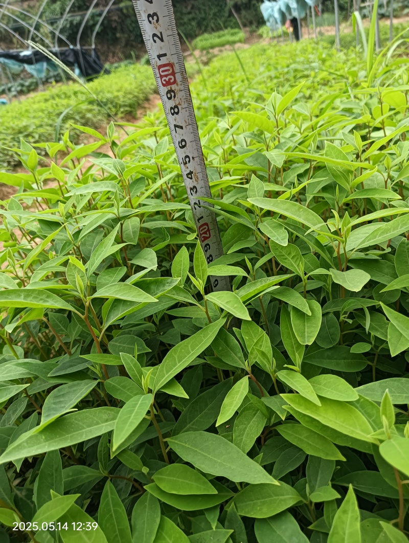 木姜子牙苗