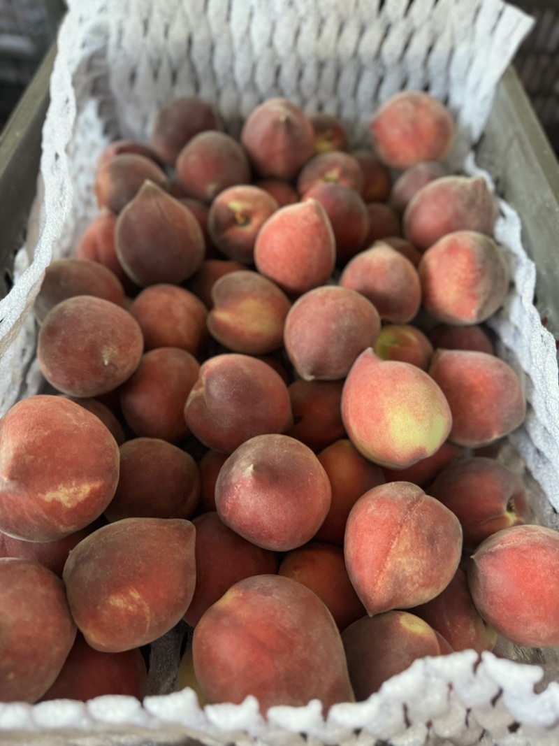 云南珍珠水蜜桃🍑红宝石