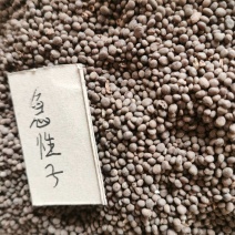 急性子分药用，种子用量大协商包发芽出苗