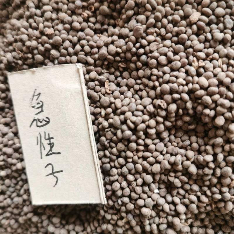 急性子种子用包发芽出苗95%分春播夏播秋末收获