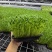 无锡芽苗菜，豌豆苗大量供应培育基地直发货源充足