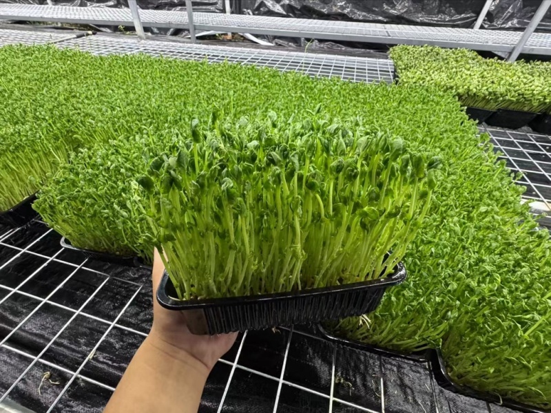 无锡芽苗菜，豌豆苗大量供应培育基地直发货源充足
