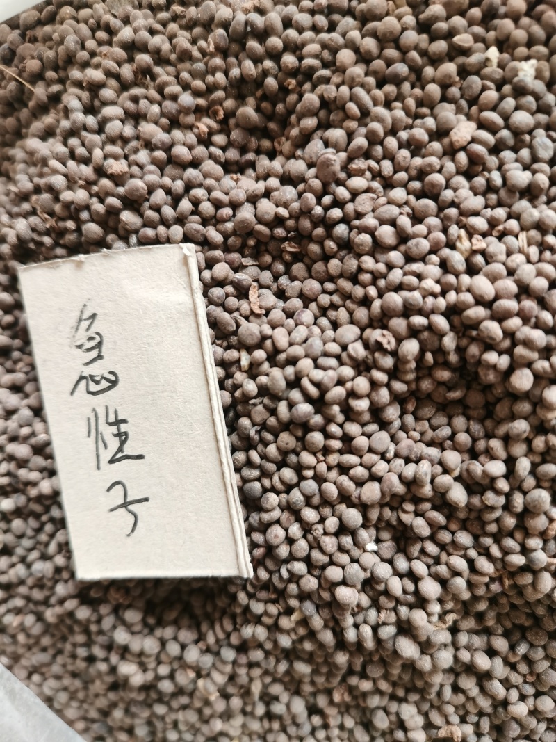 急性子种子用包发芽出苗95%分春播夏播秋末收获