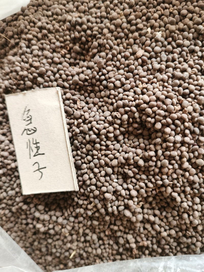 急性子种子用包发芽出苗95%分春播夏播秋末收获