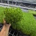 无锡芽苗菜，豌豆苗大量供应培育基地直发货源充足