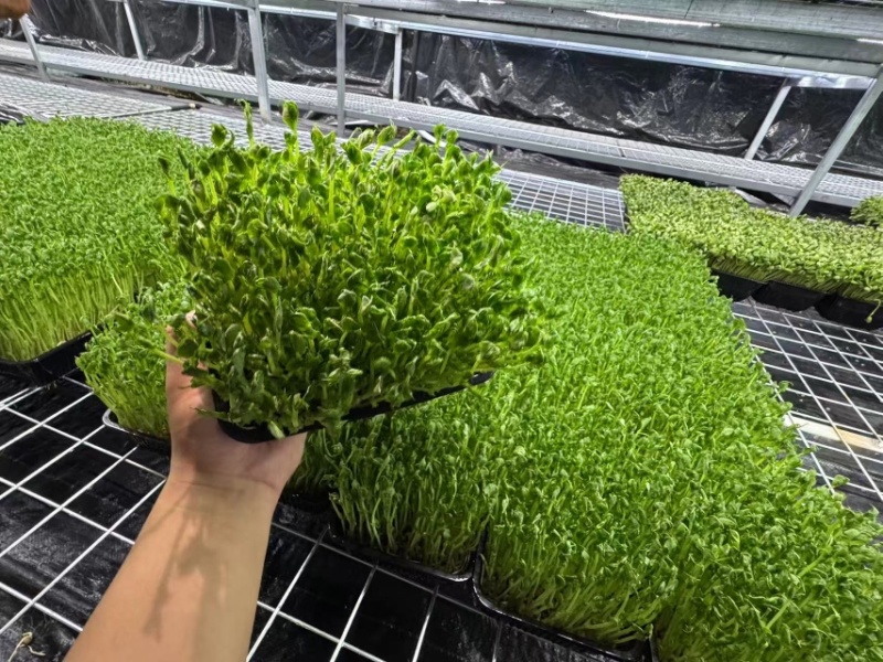 无锡芽苗菜，豌豆苗大量供应培育基地直发货源充足
