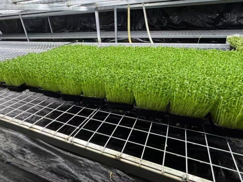 无锡芽苗菜，豌豆苗大量供应培育基地直发货源充足