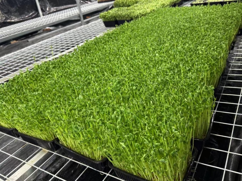 无锡芽苗菜，豌豆苗大量供应培育基地直发货源充足