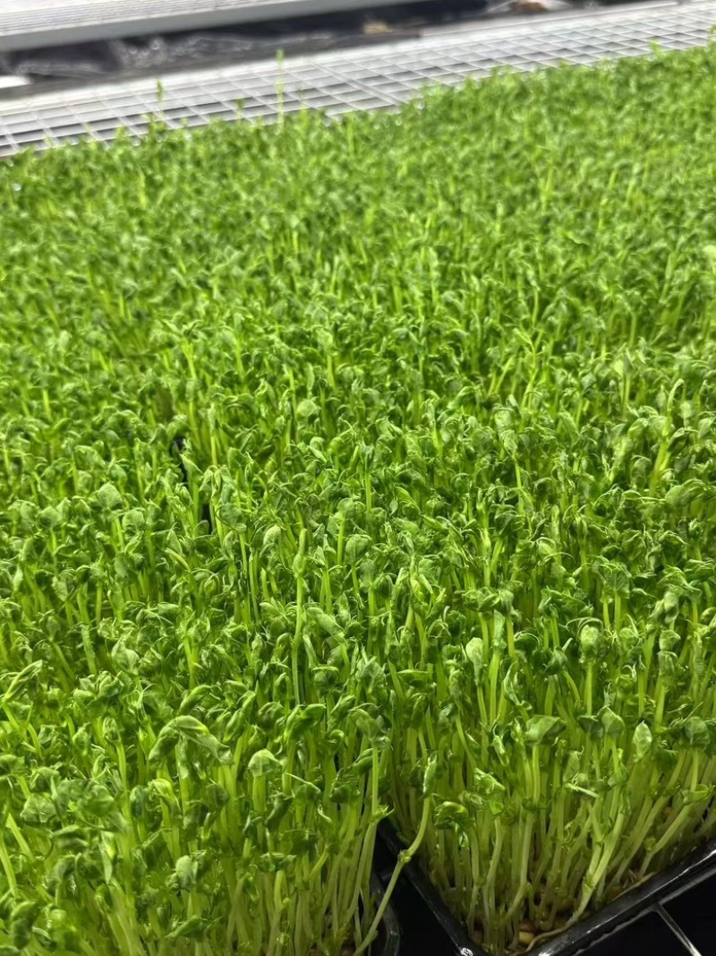 无锡芽苗菜，豌豆苗大量供应培育基地直发货源充足