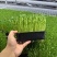 无锡芽苗菜，豌豆苗大量供应培育基地直发货源充足
