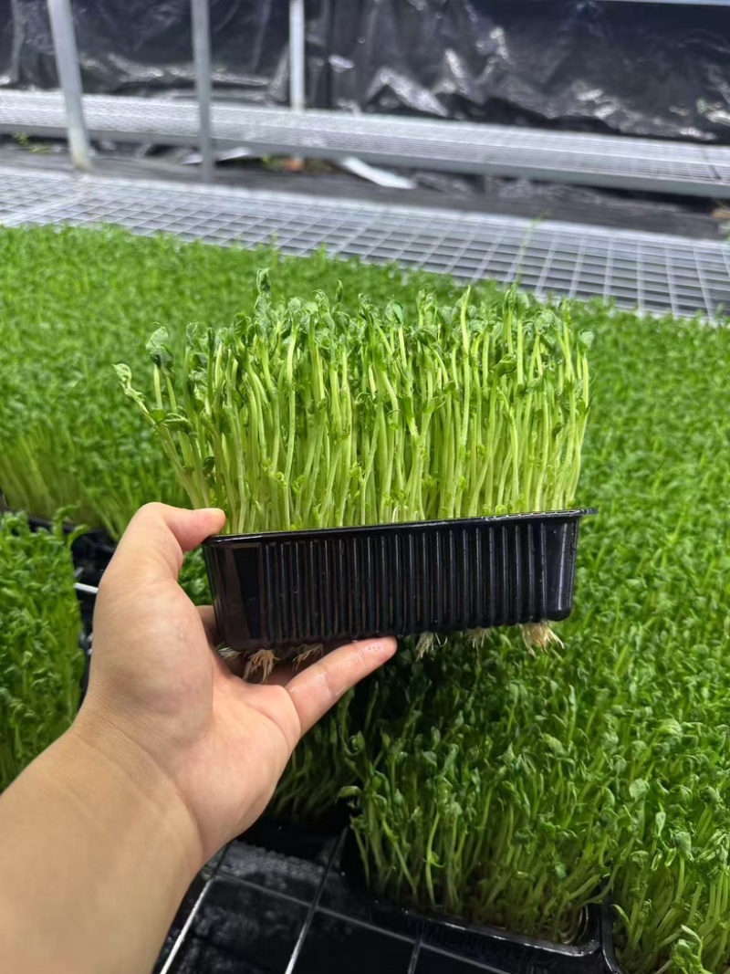 无锡芽苗菜，豌豆苗大量供应培育基地直发货源充足