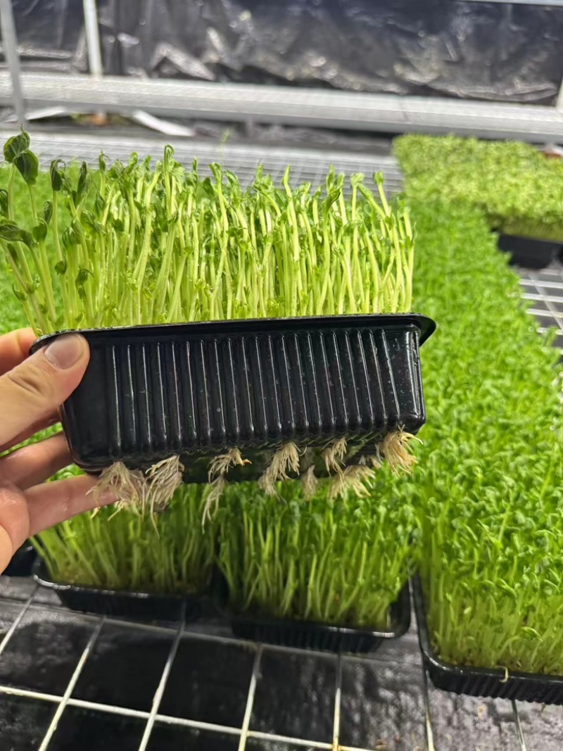 无锡芽苗菜，豌豆苗大量供应培育基地直发货源充足