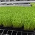 无锡芽苗菜，豌豆苗大量供应培育基地直发货源充足
